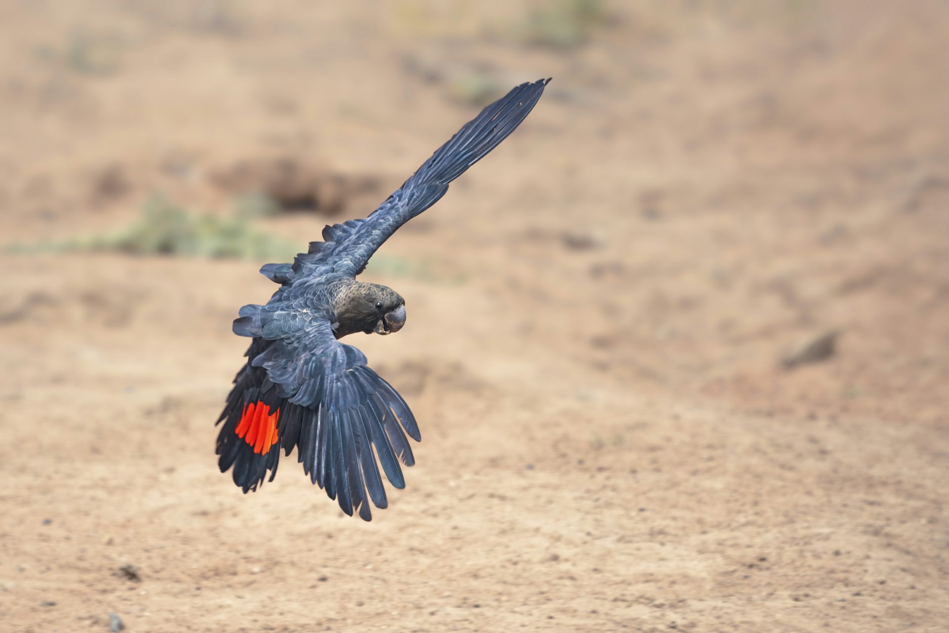 Ein seltener und wilder glänzender schwarzer Kakadu im Flug.