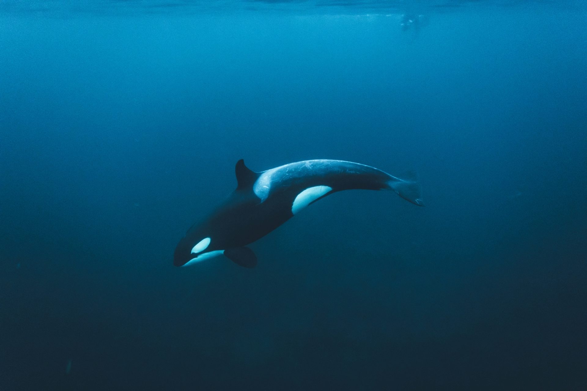 A large black and white orca swimming in blue water. 