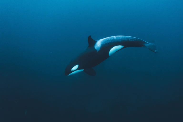 A large black and white orca swimming in blue water.