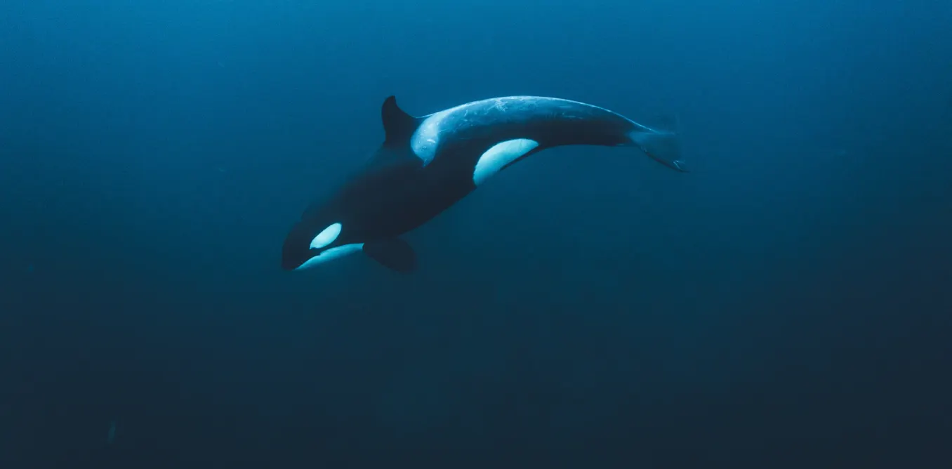 Unveiling the Secret Lives of Orcas: Expert Insights into their Highly Social and Intelligent World