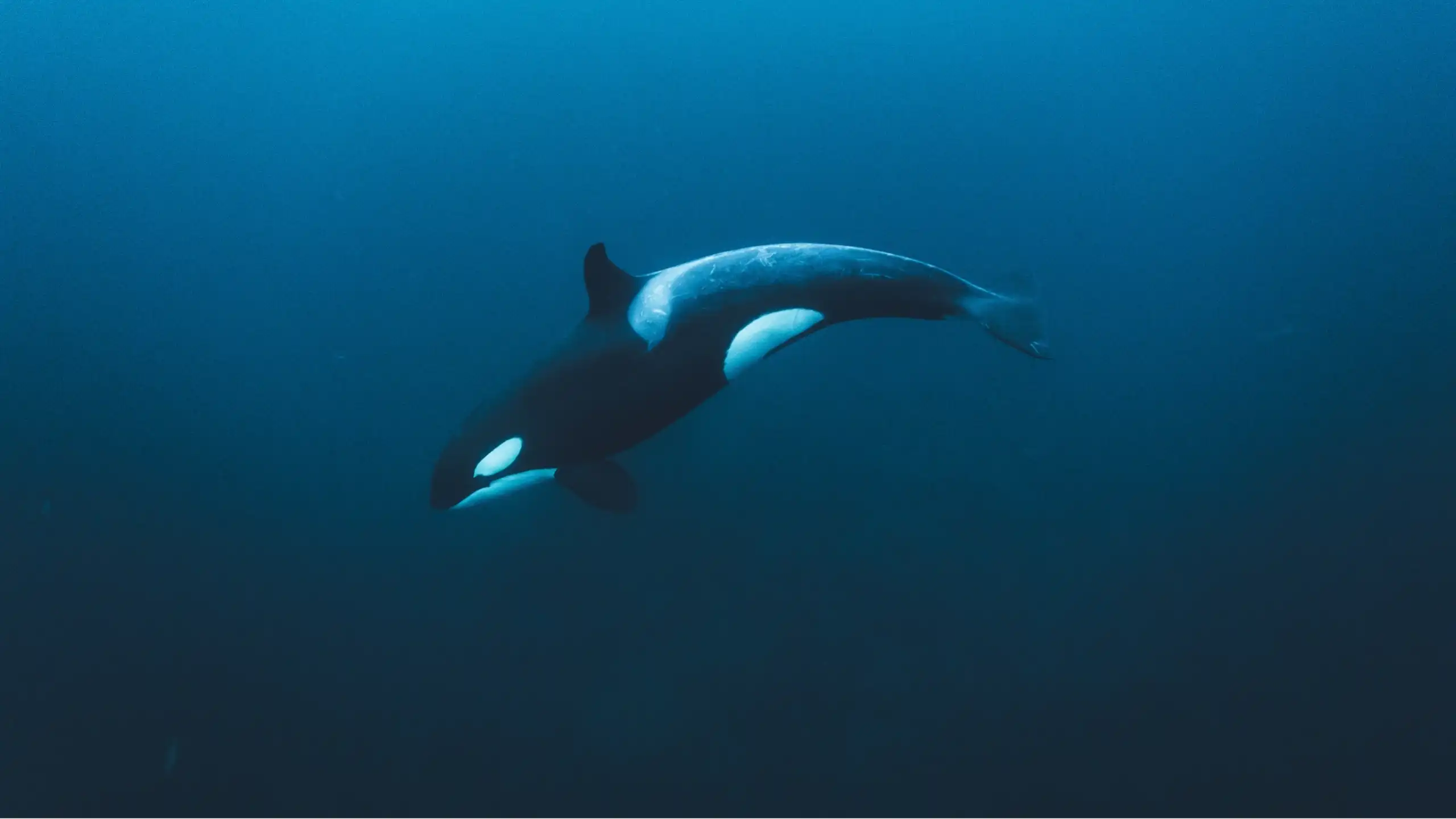 A large black and white orca swimming in blue water.