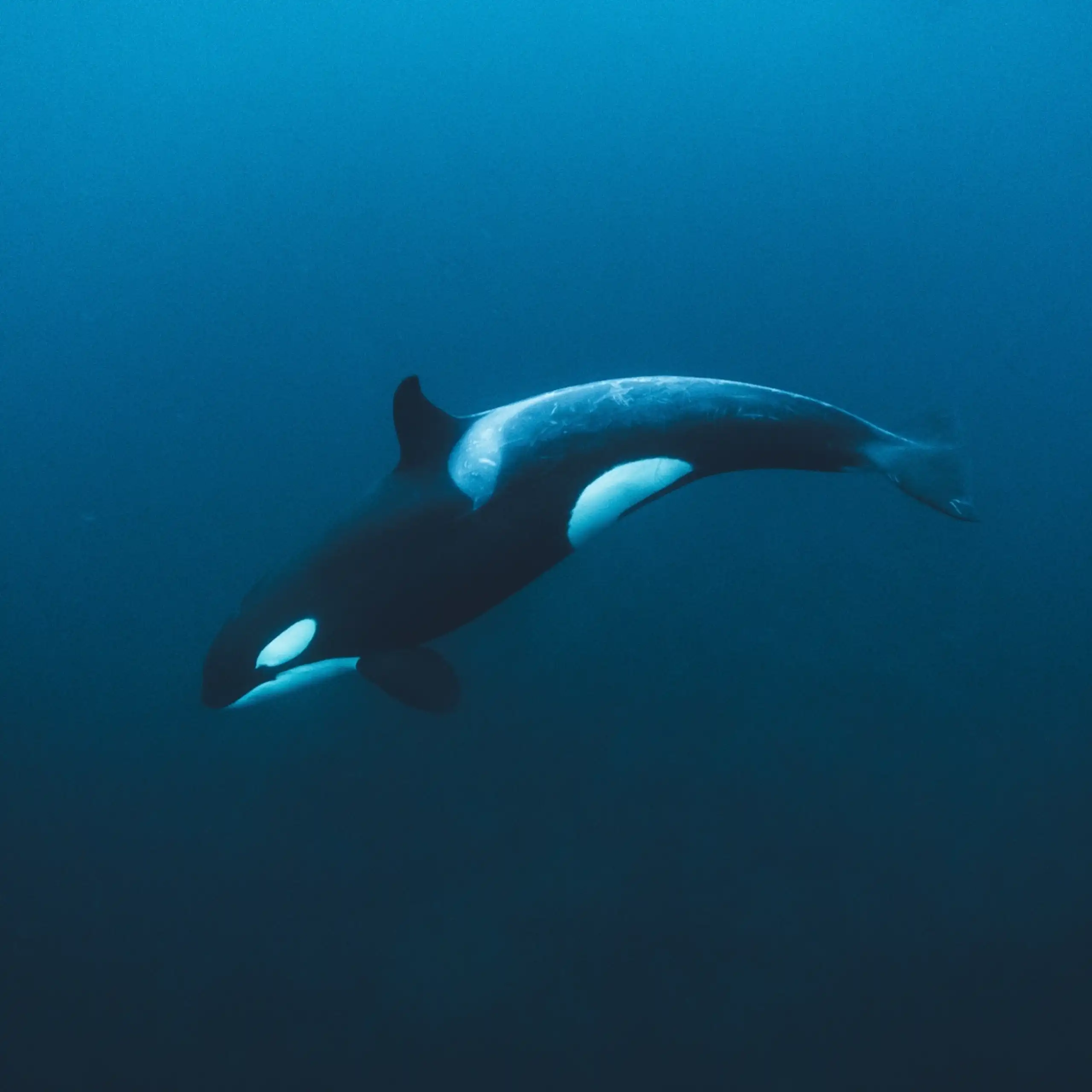 A large black and white orca swimming in blue water.