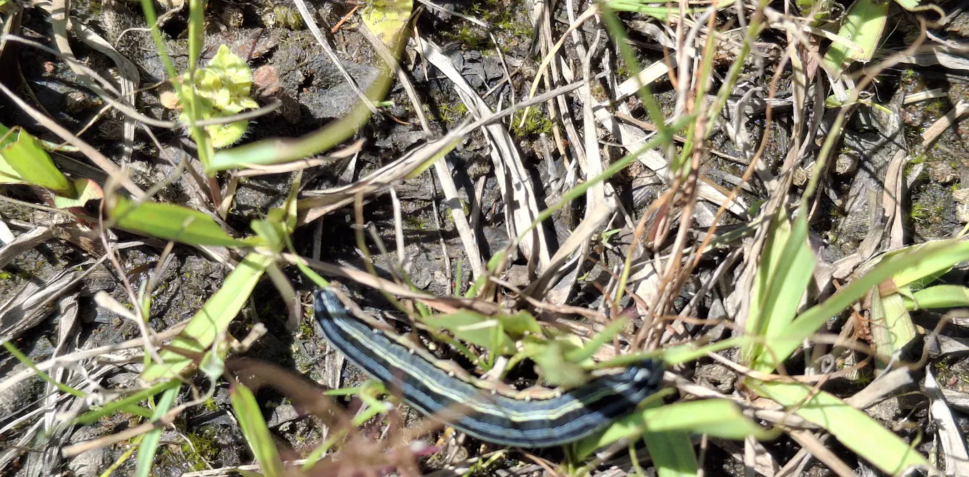 Can a newly discovered soil fungus stop the devastating African armyworm when chemicals have failed? Can a newly discovered soil fungus stop the devastating African armyworm when chemicals have failed?
