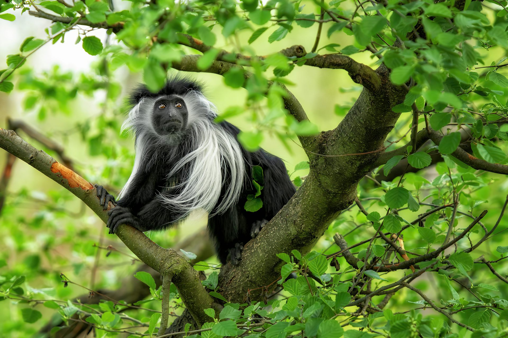 Black money with long white hair sits in tree
