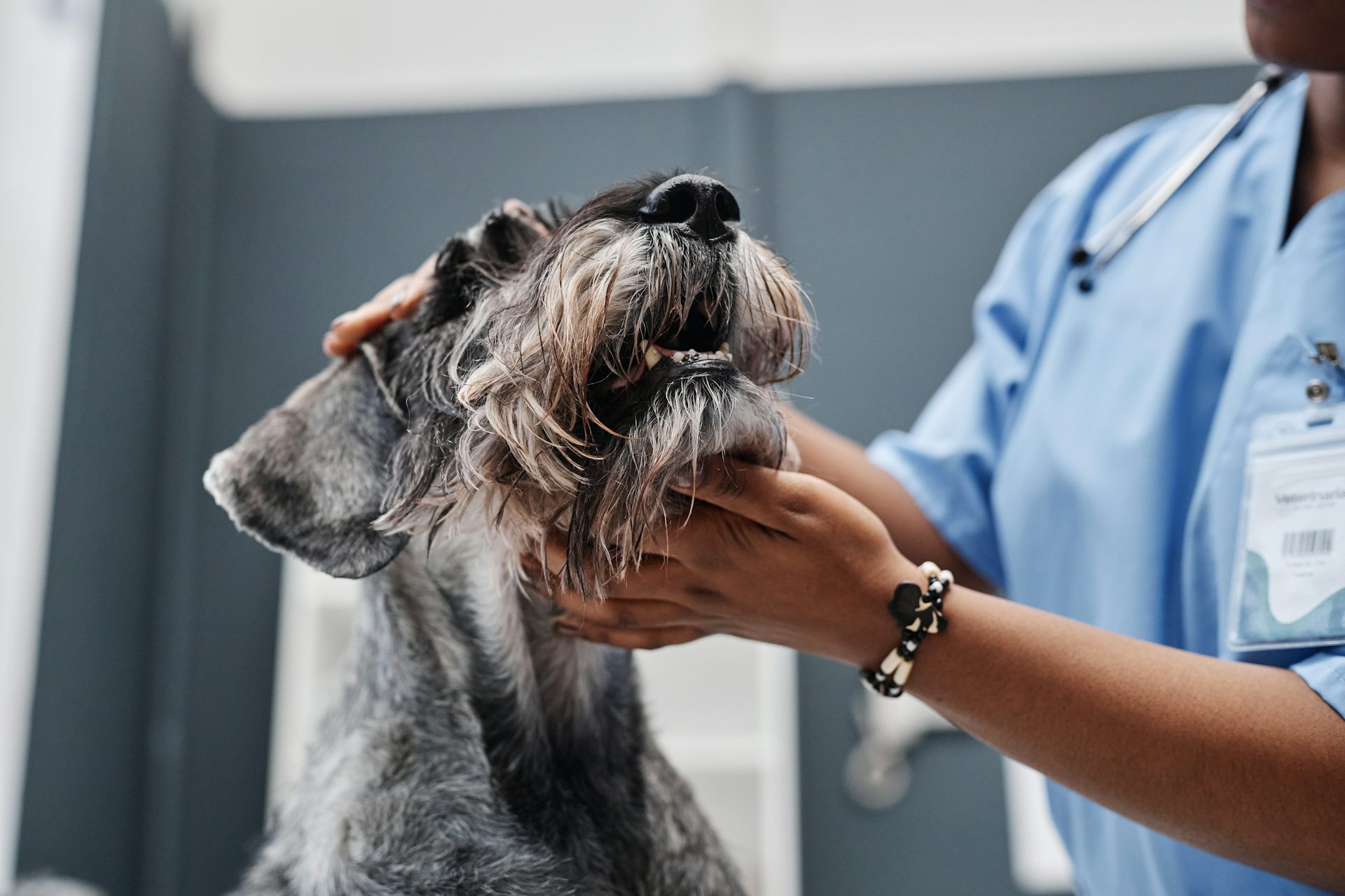 Les mans d'un veterinari agafen amb cura el cap un gos blanc i negre.