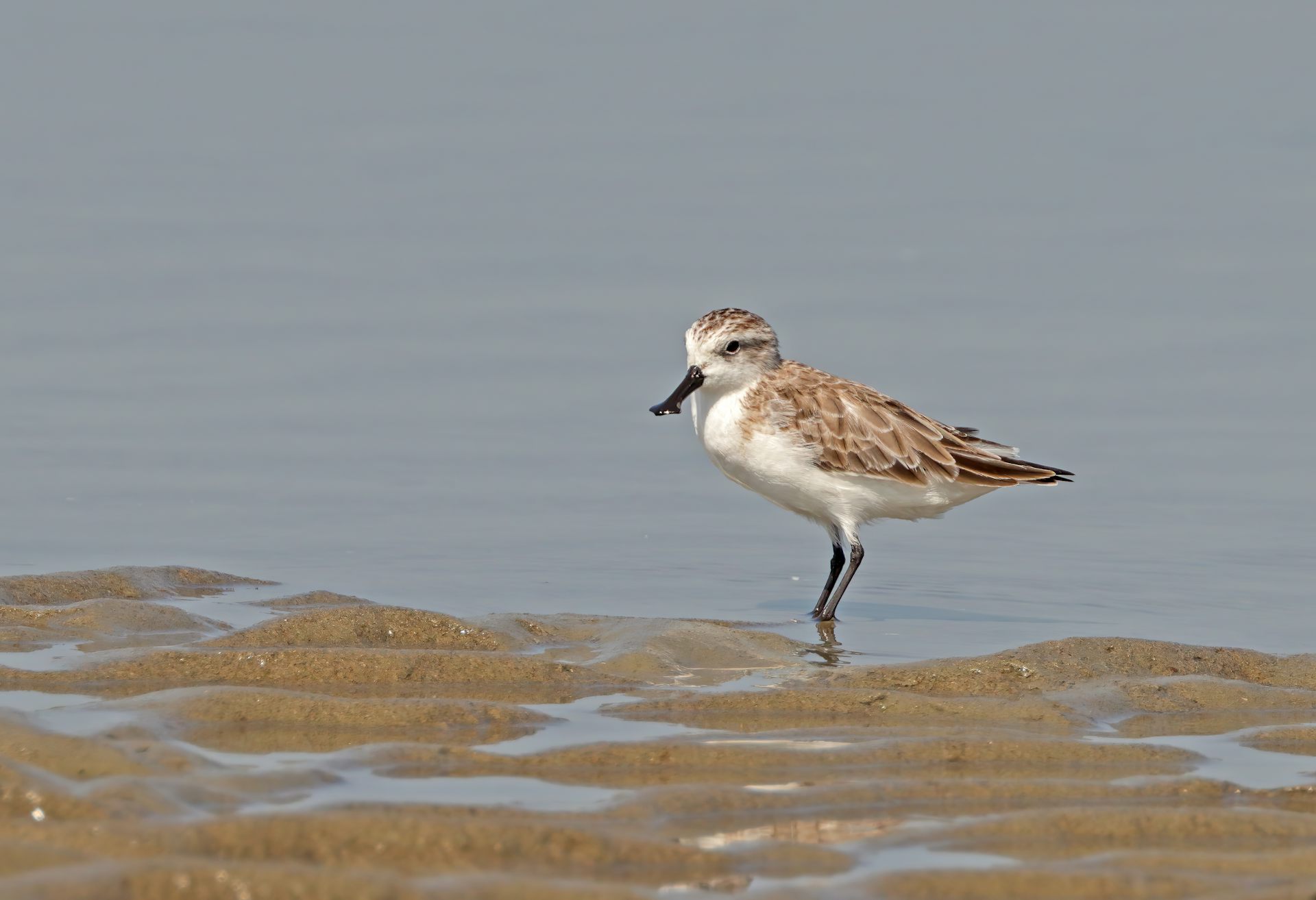 More than half of Earth’s migratory bird species are declining – here’s how we can still save them
