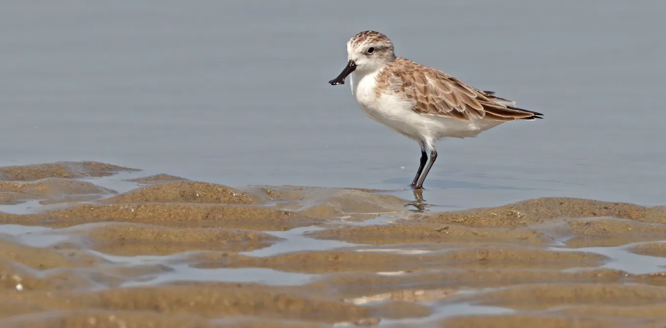 More than half of Earth’s migratory bird species are declining – here’s how we can still save them More than half of Earth’s migratory bird species are declining – here’s how we can still save them
