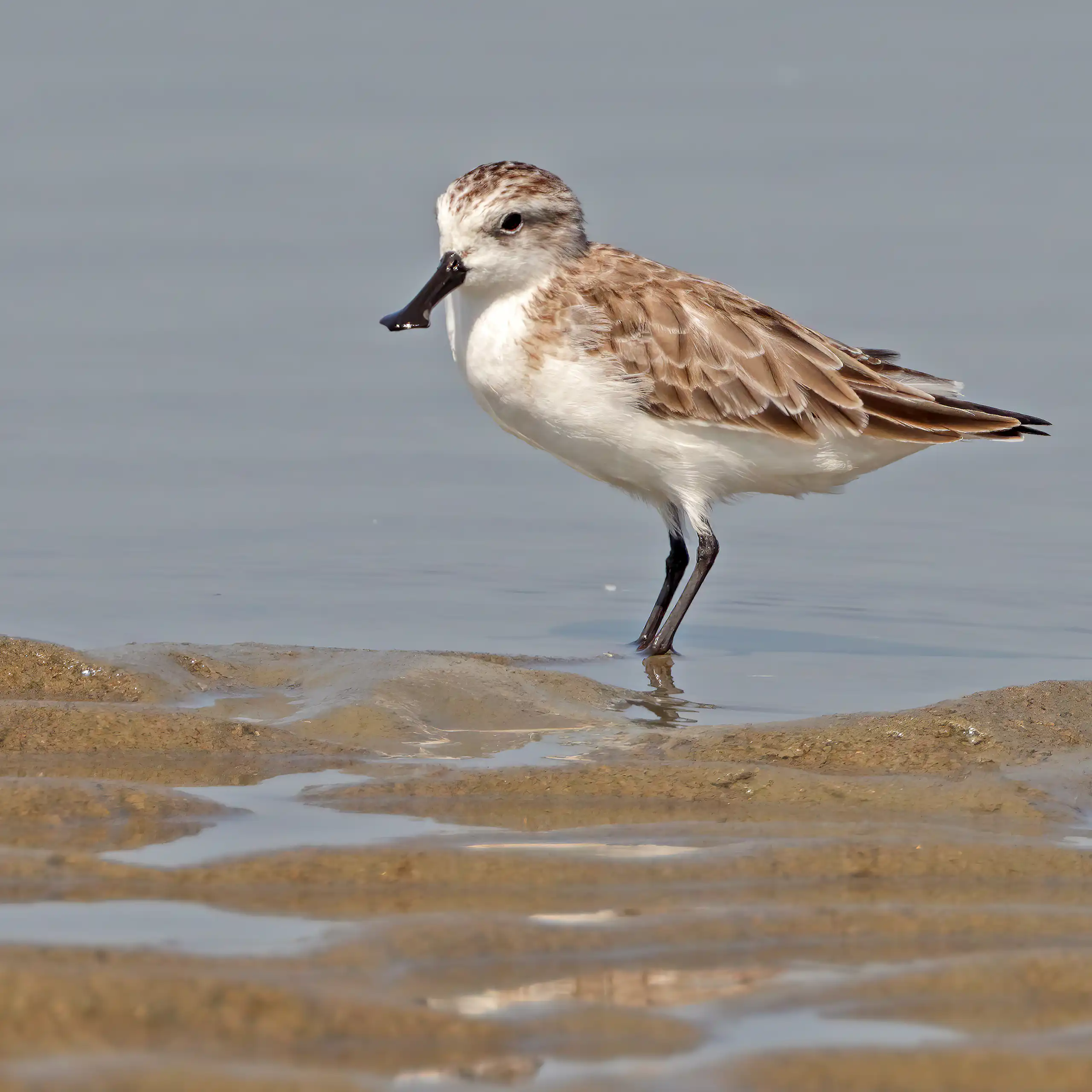 A bird with unique spoon-shaped bill stands in water on the sand.
