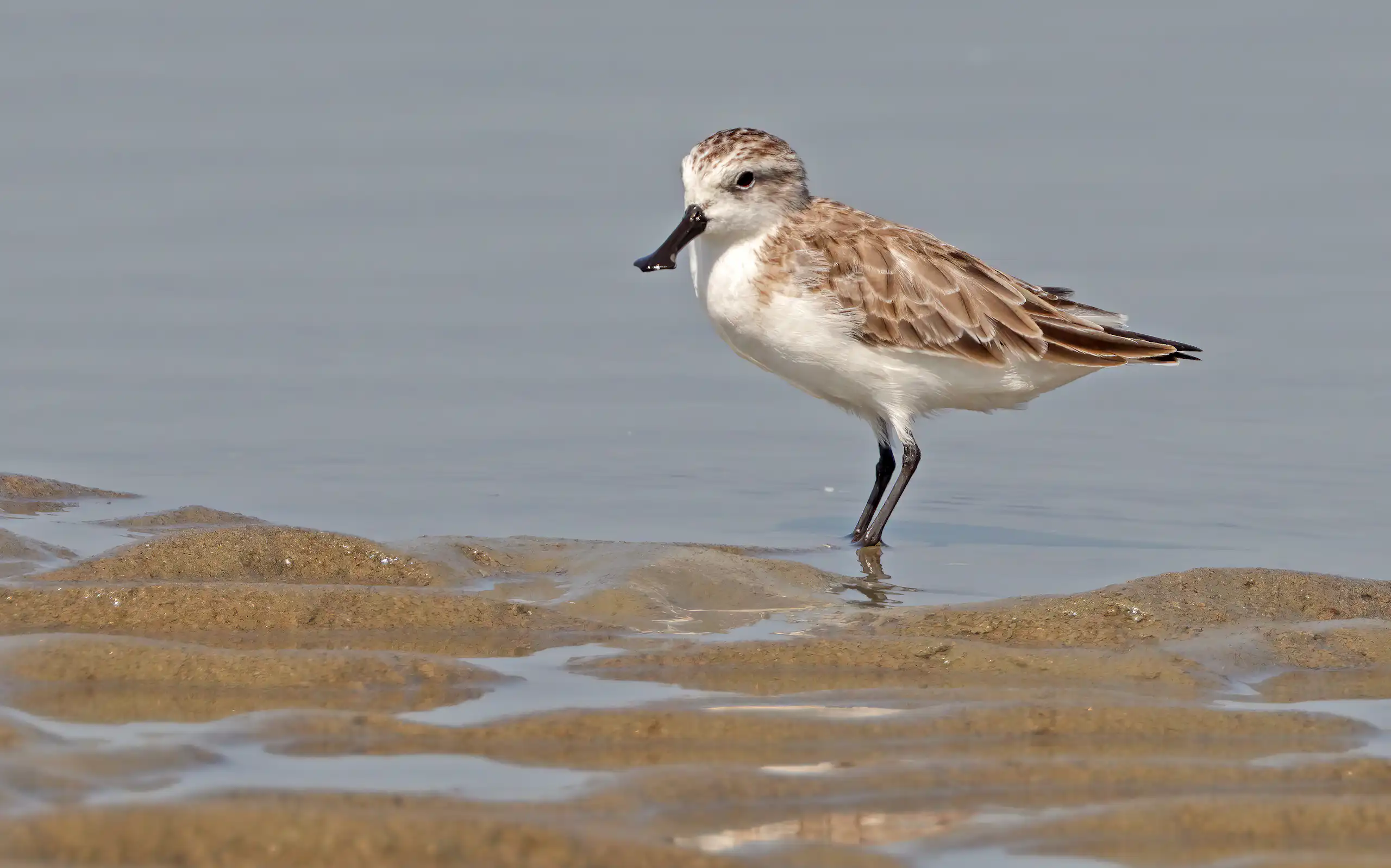 A bird with unique spoon-shaped bill stands in water on the sand.
