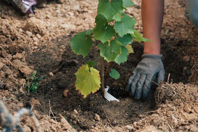 A winegrower tends to a grape seedling in a field.
