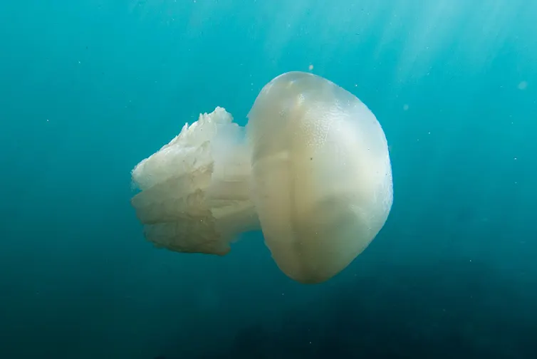 Una medusa blanca bajo el agua azul