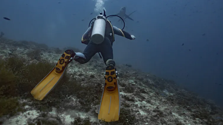 A diver in the foreground with a flipper touching a rock and a shark in the distance.