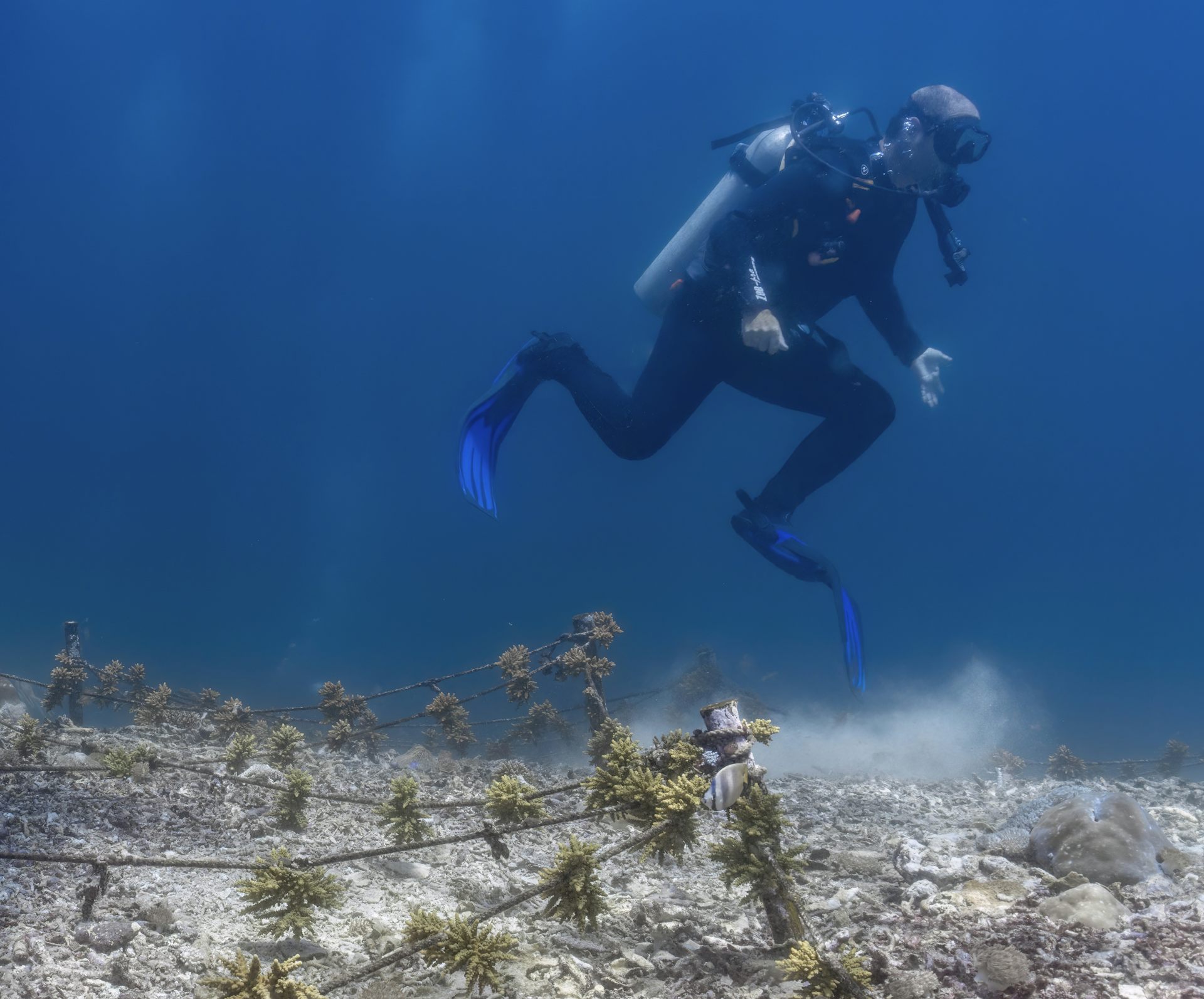 A scuba diver stirs up sediment at a coral restoration site in Bali, Indonesia.