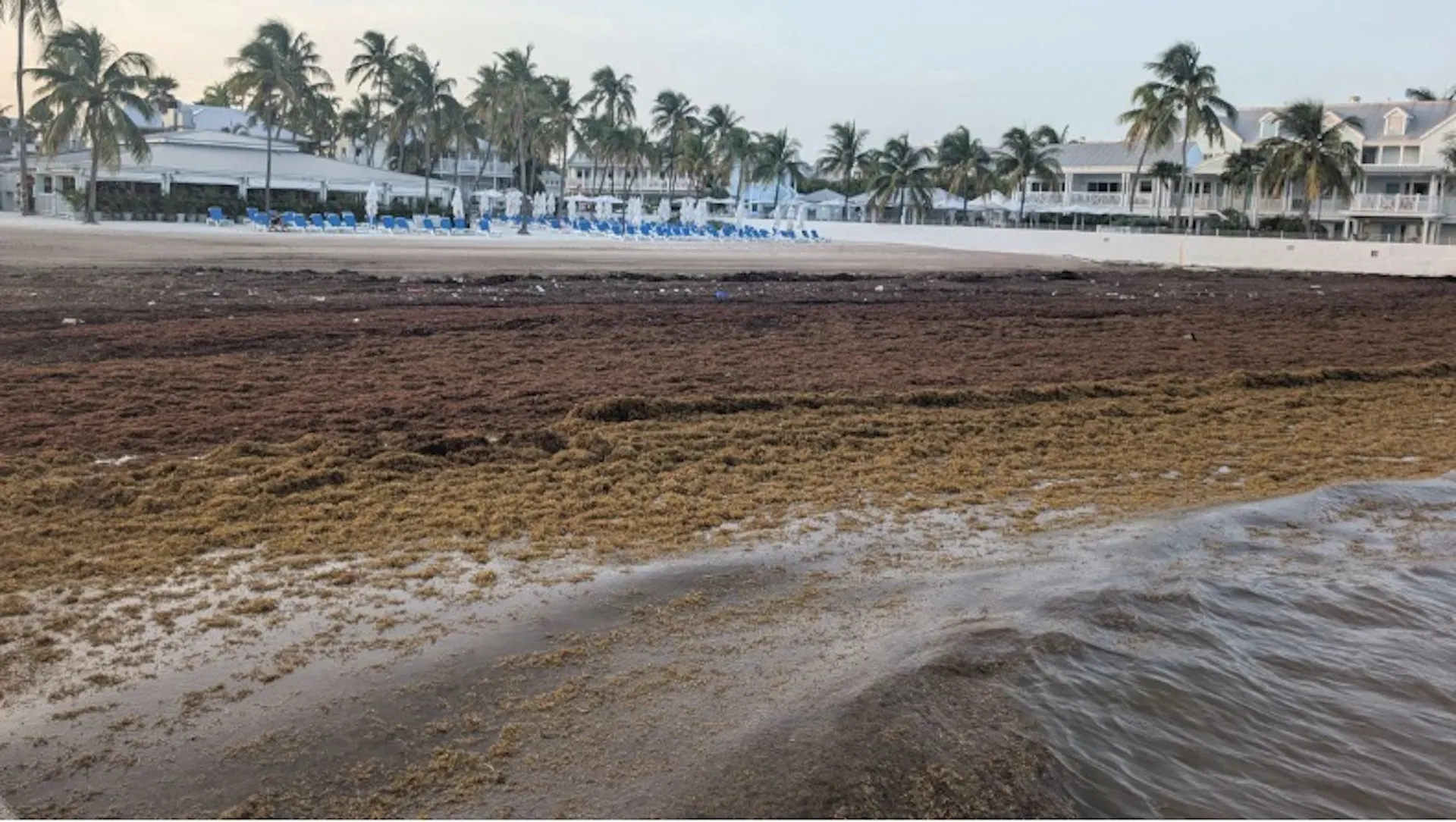 Brown weeds cover the shore with homes in the background.