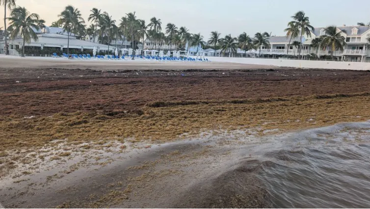 Brown weeds cover the shore with homes in the background.