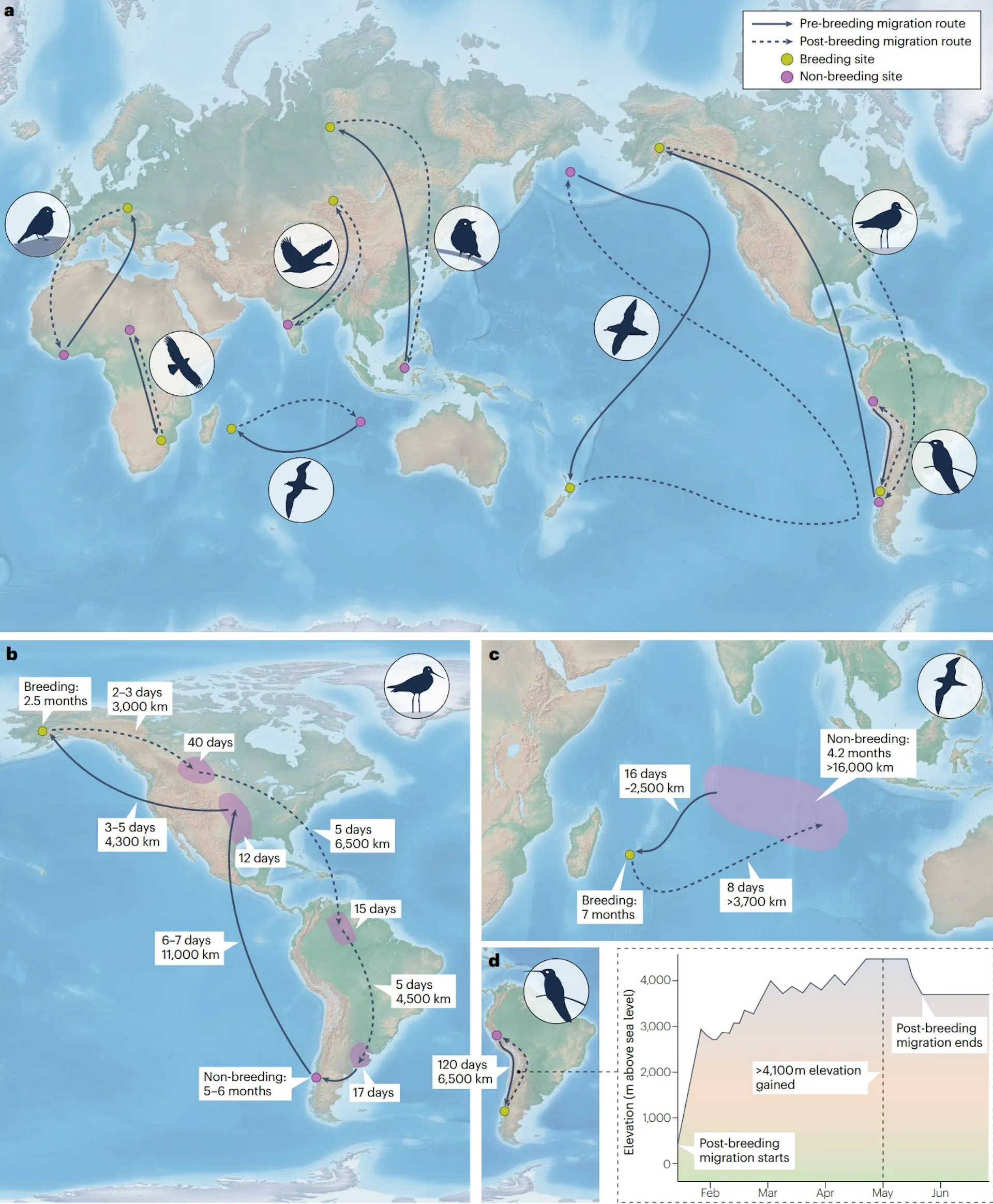 Maps show different migration patterns.