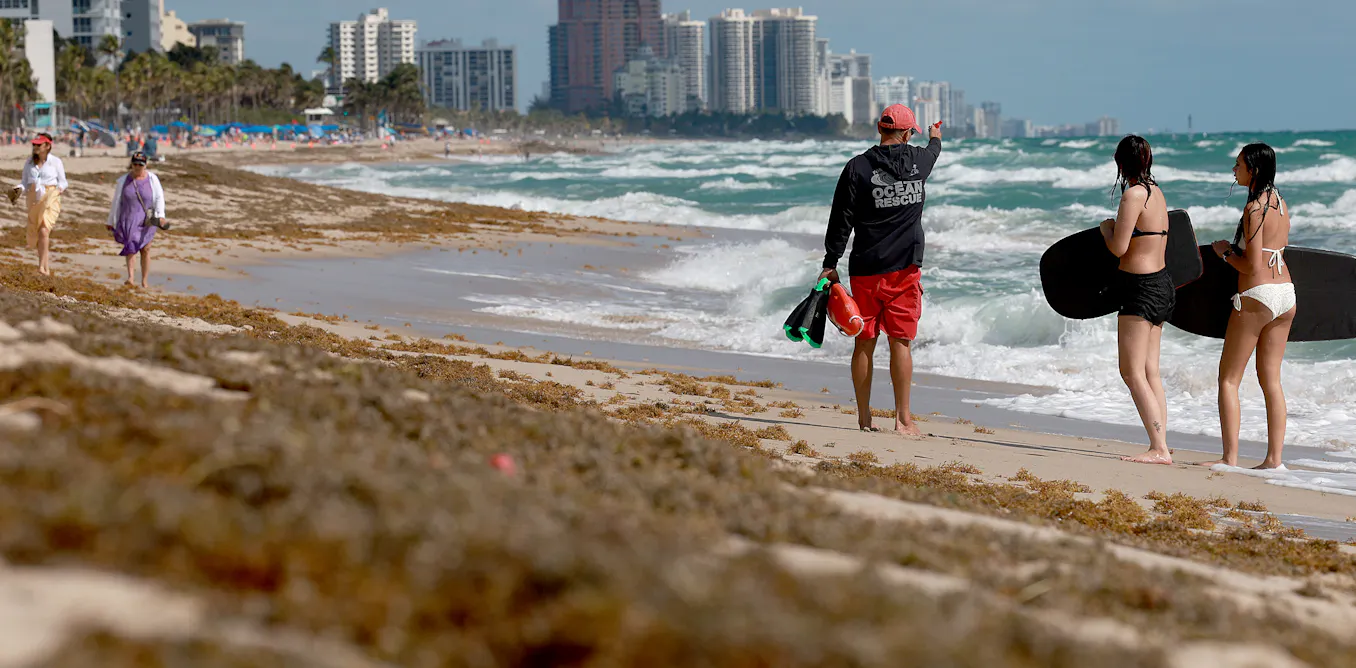 Sargassum, the smelly nemesis of beach vacations, has become a self-sustaining disaster that will keep coming back Sargassum, the smelly nemesis of beach vacations, has become a self-sustaining disaster that will keep coming back