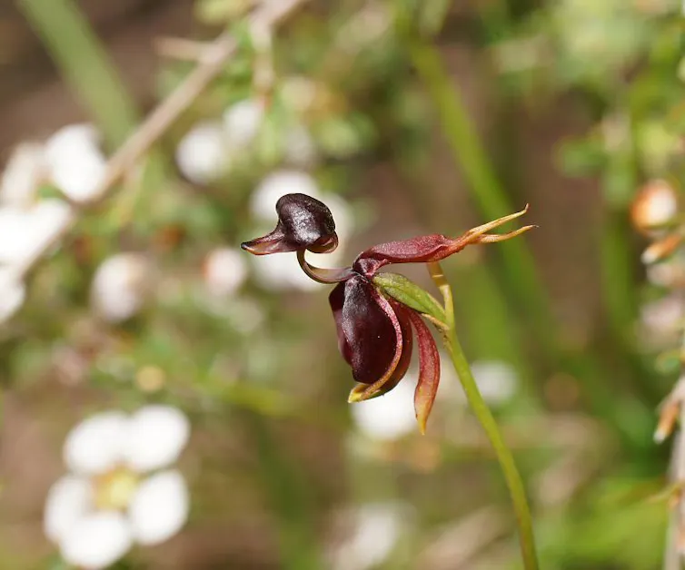 close up of orchid resembling a duck in flight.