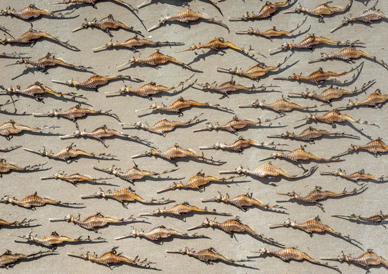 dead seadragons arranged on a beach.