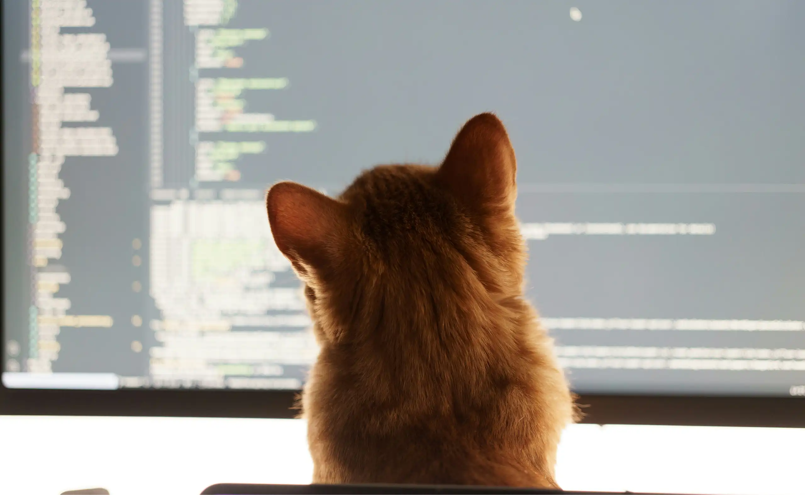 A ginger cat inspects computer code on a screen.