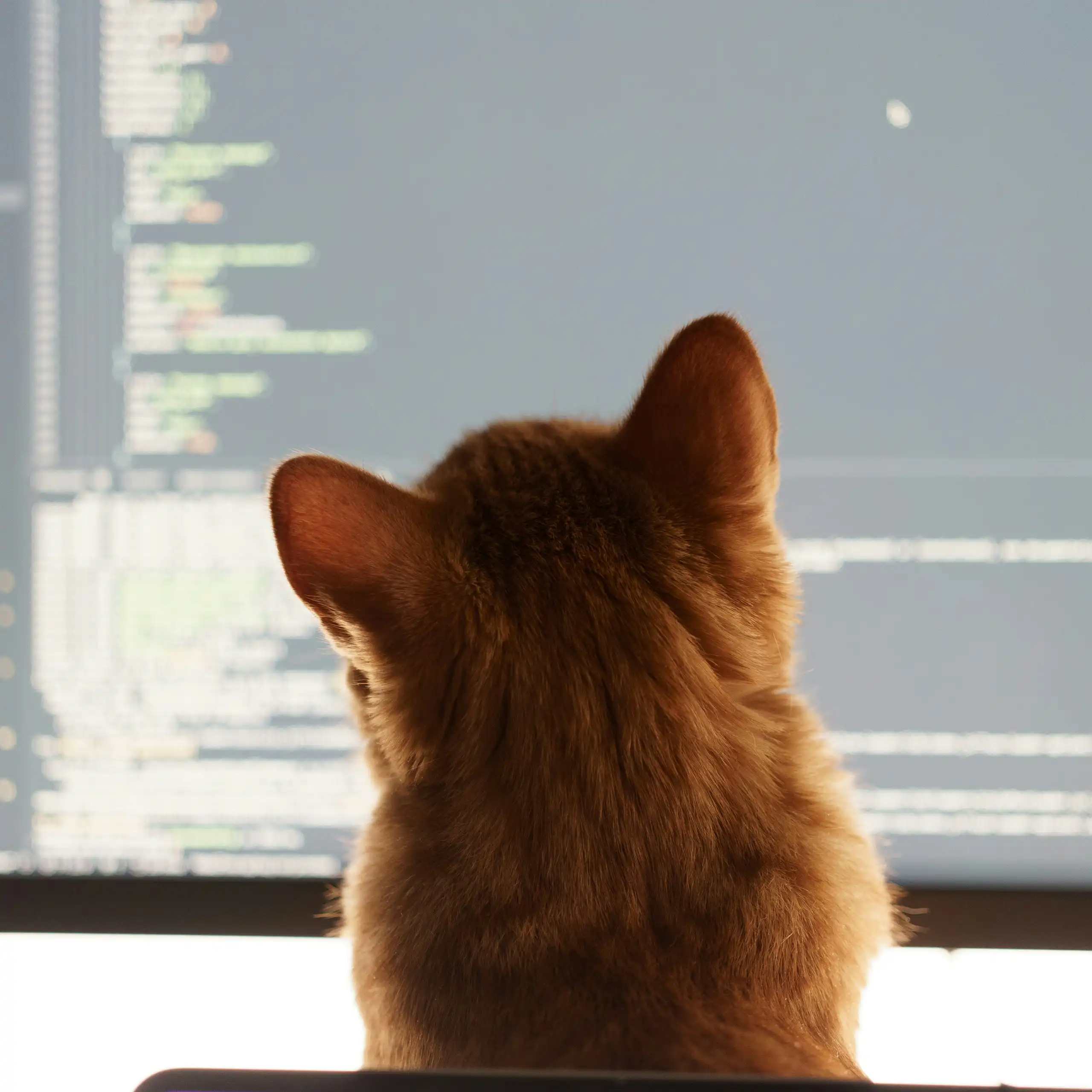 A ginger cat inspects computer code on a screen.