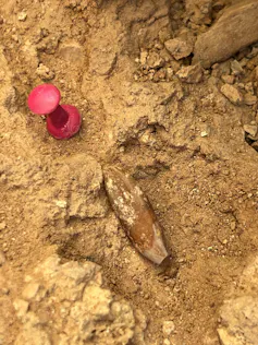 Osos, hienas, neandertales y 25 nuevos fósiles de 'Homo antecessor': últimas novedades de Atapuerca 1 file 20260723 77 2jls5n.jpg?ixlib=rb 4.1