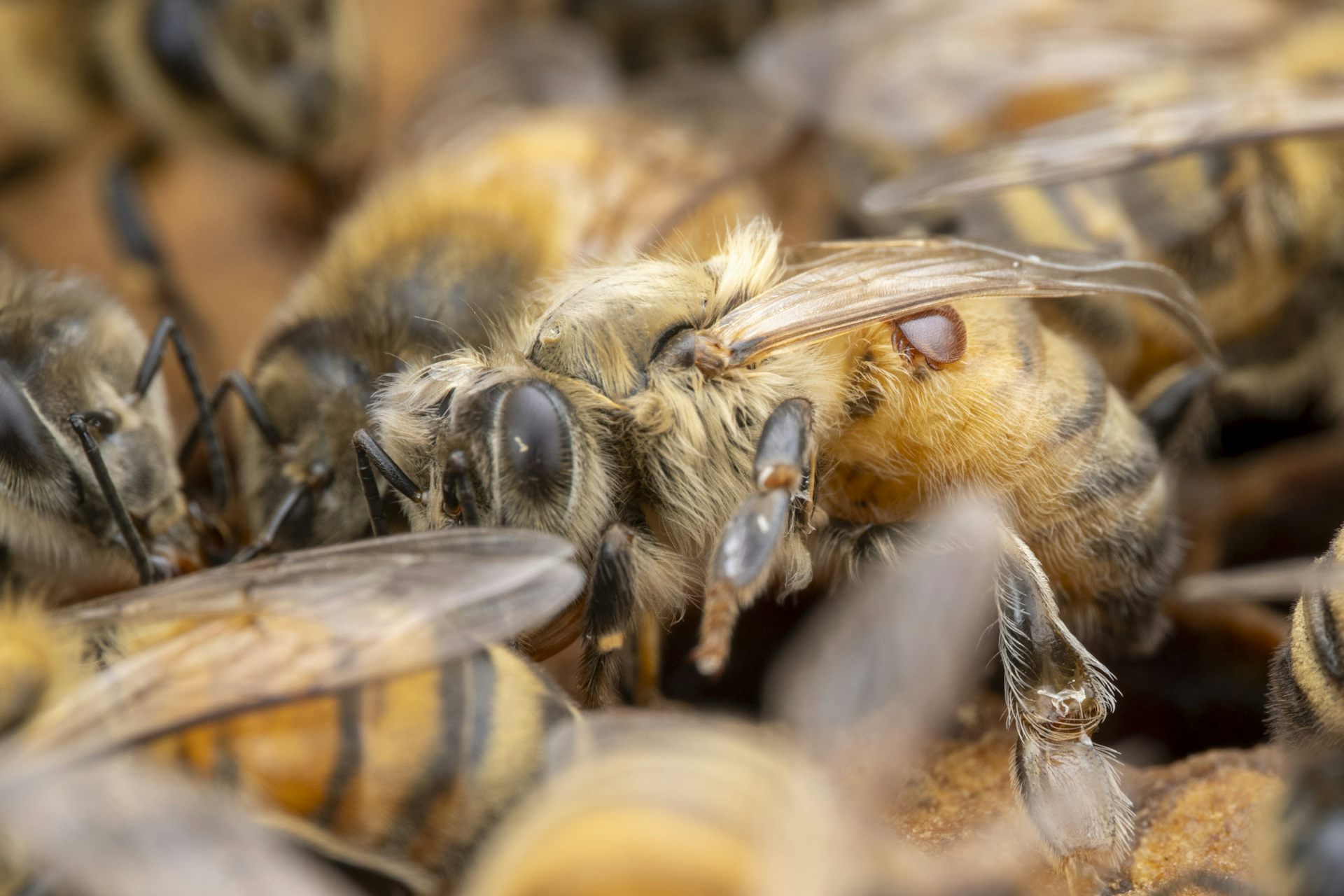 Australian beekeepers can’t tackle Varroa mite alone. Here’s how we can help