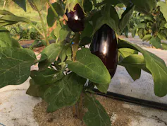 berenjena con fruta morada