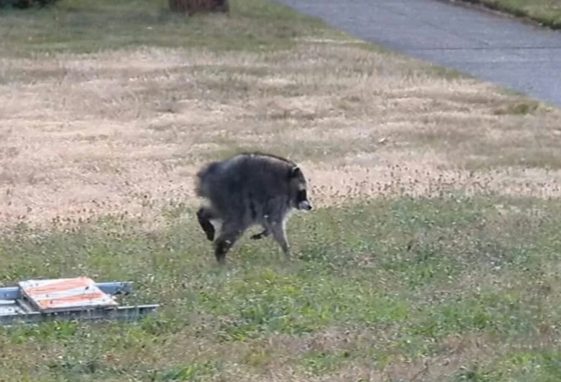 Jimothy the raccoon survived against the odds, a testament to sophisticated brains and devoted mothers