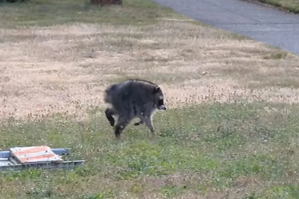 Jimothy the raccoon survived against the odds, a testament to sophisticated brains and devoted mothers