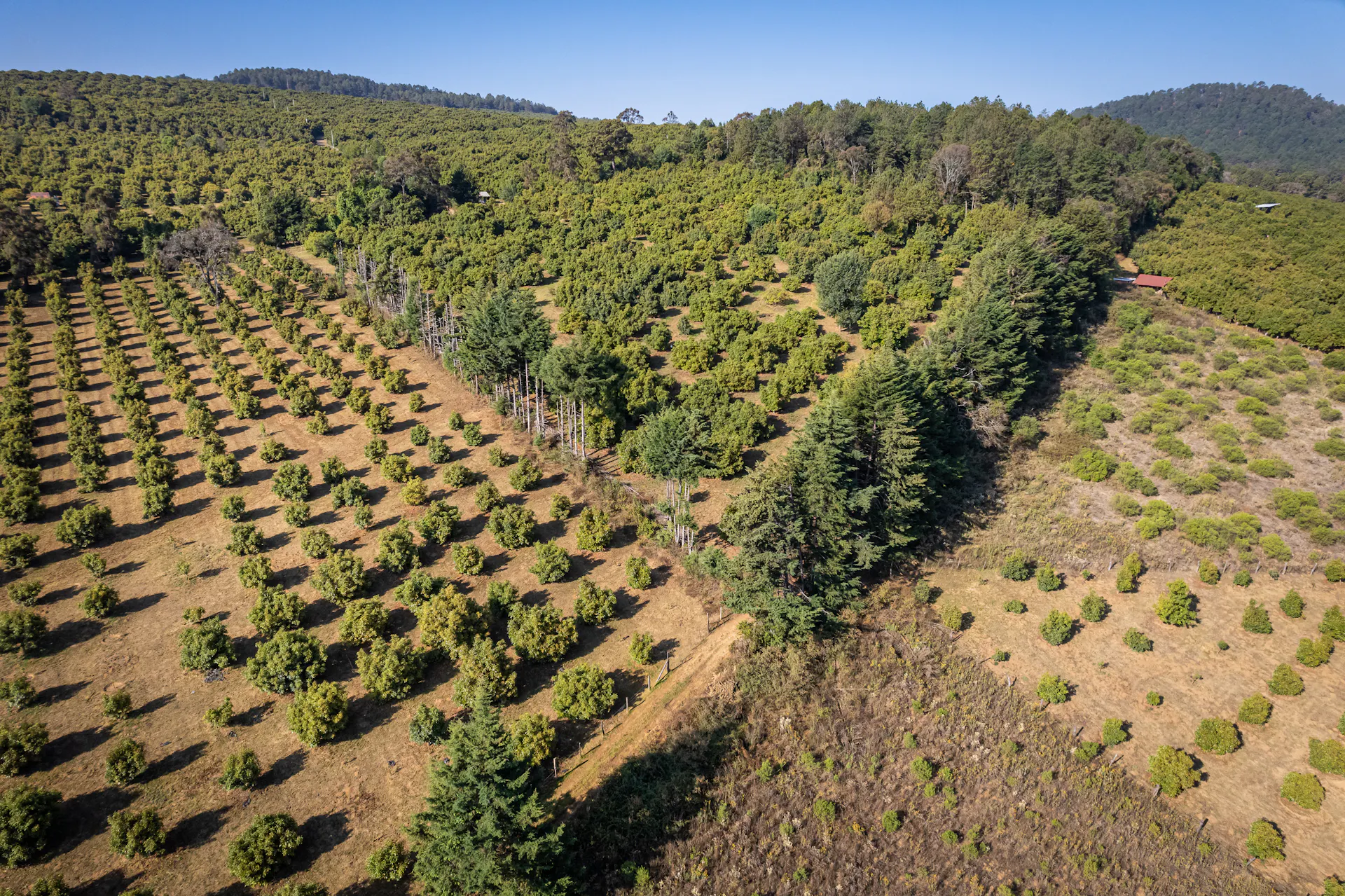 Avocado trees grow on newly planted land next to deciduous forest.