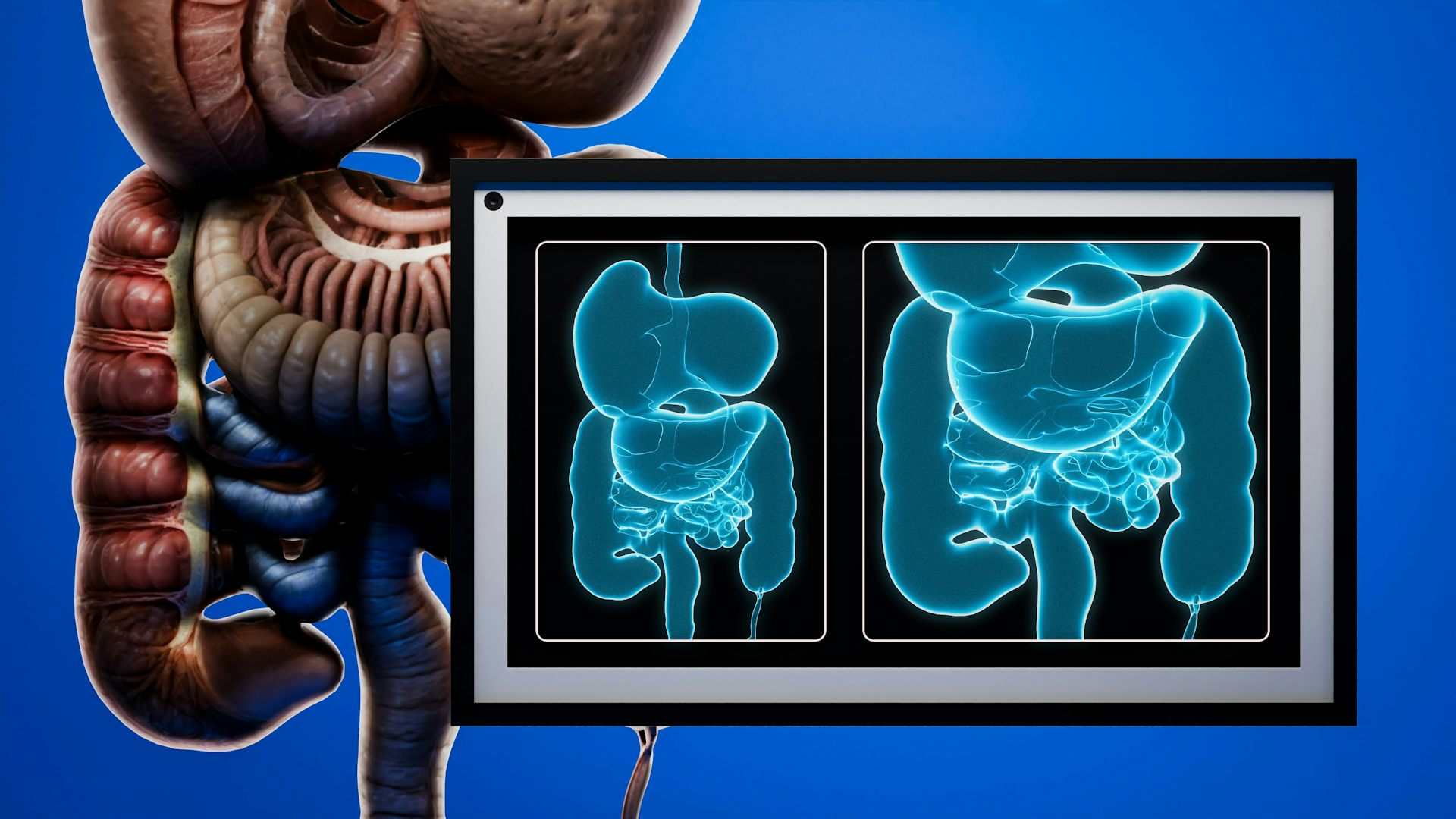 Illustration of human digestive system