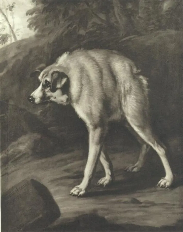 The painter David Klöcker Ehrenstrahl depicted dogs with this syndrome.
