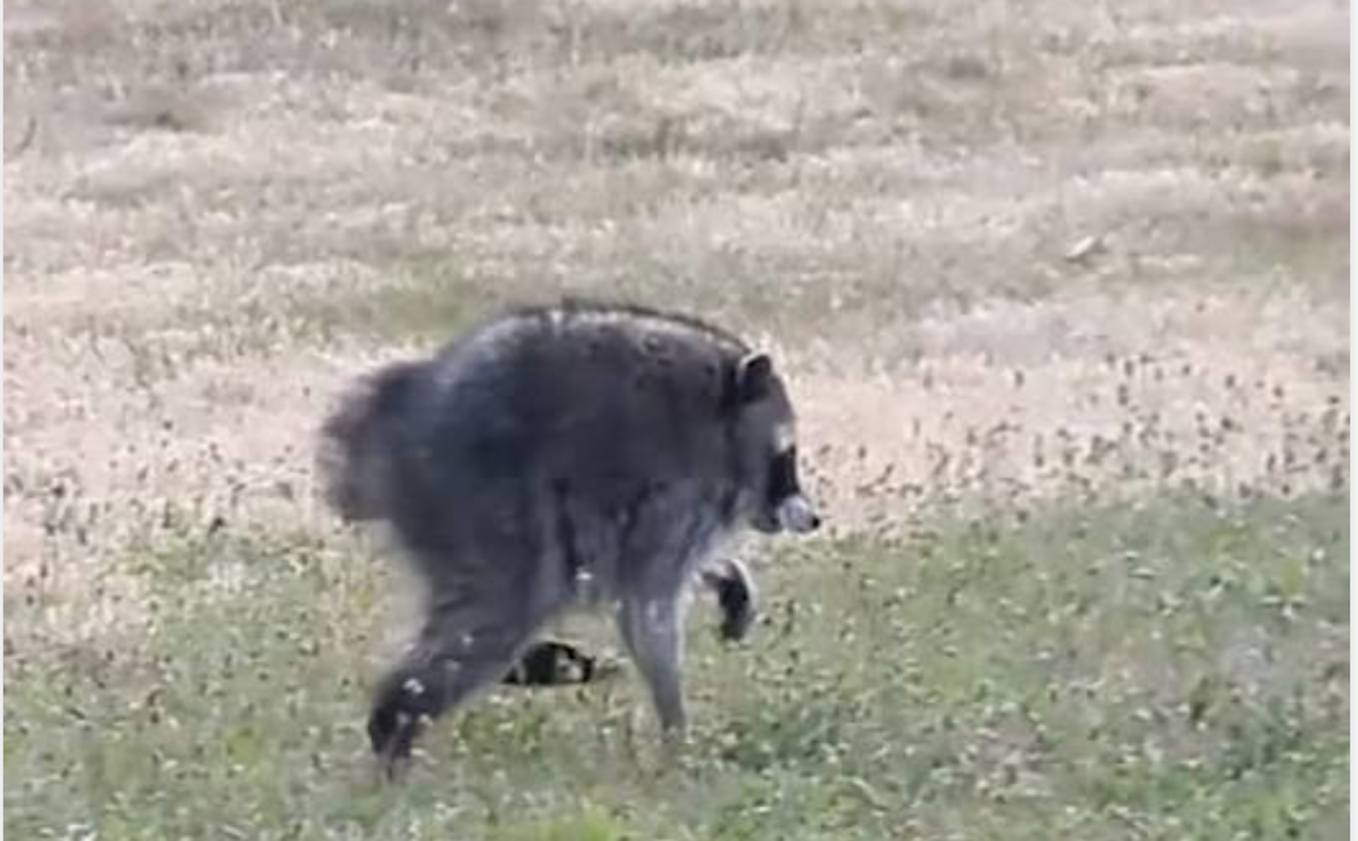 ‘Jimothy’ the raccoon has short spine syndrome – but this condition can affect dogs, too