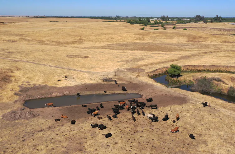 ¿Cómo saben los científicos si el cambio climático ha empeorado una ola de calor, una tormenta extrema o un incendio forestal? 2 El ganado se congrega alrededor de un lago de aguas bajas en medio de un paisaje muy seco.