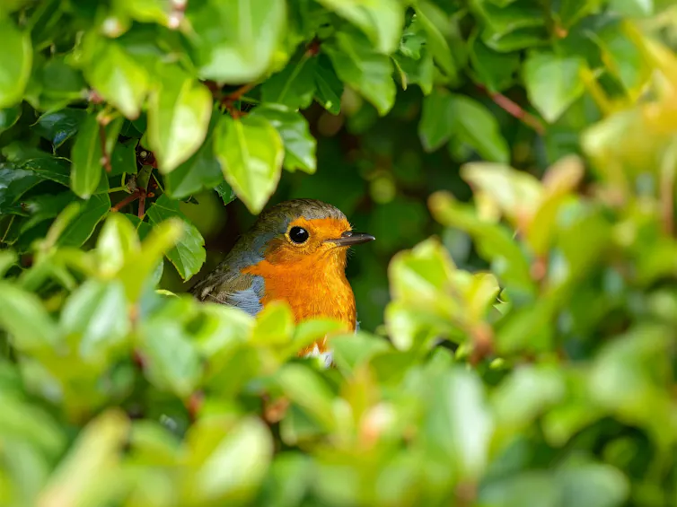 close up of robin bird in green hedge