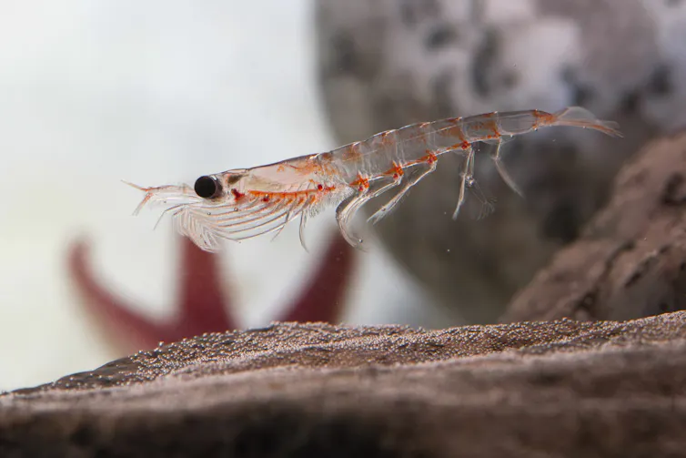 Un pequeño crustáceo semitransparente flotando sobre una roca