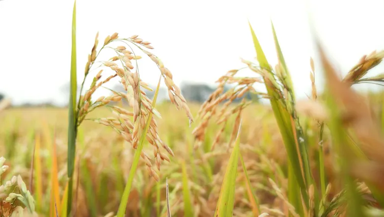 Field of rice plants