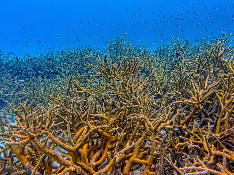 Staghorn coral