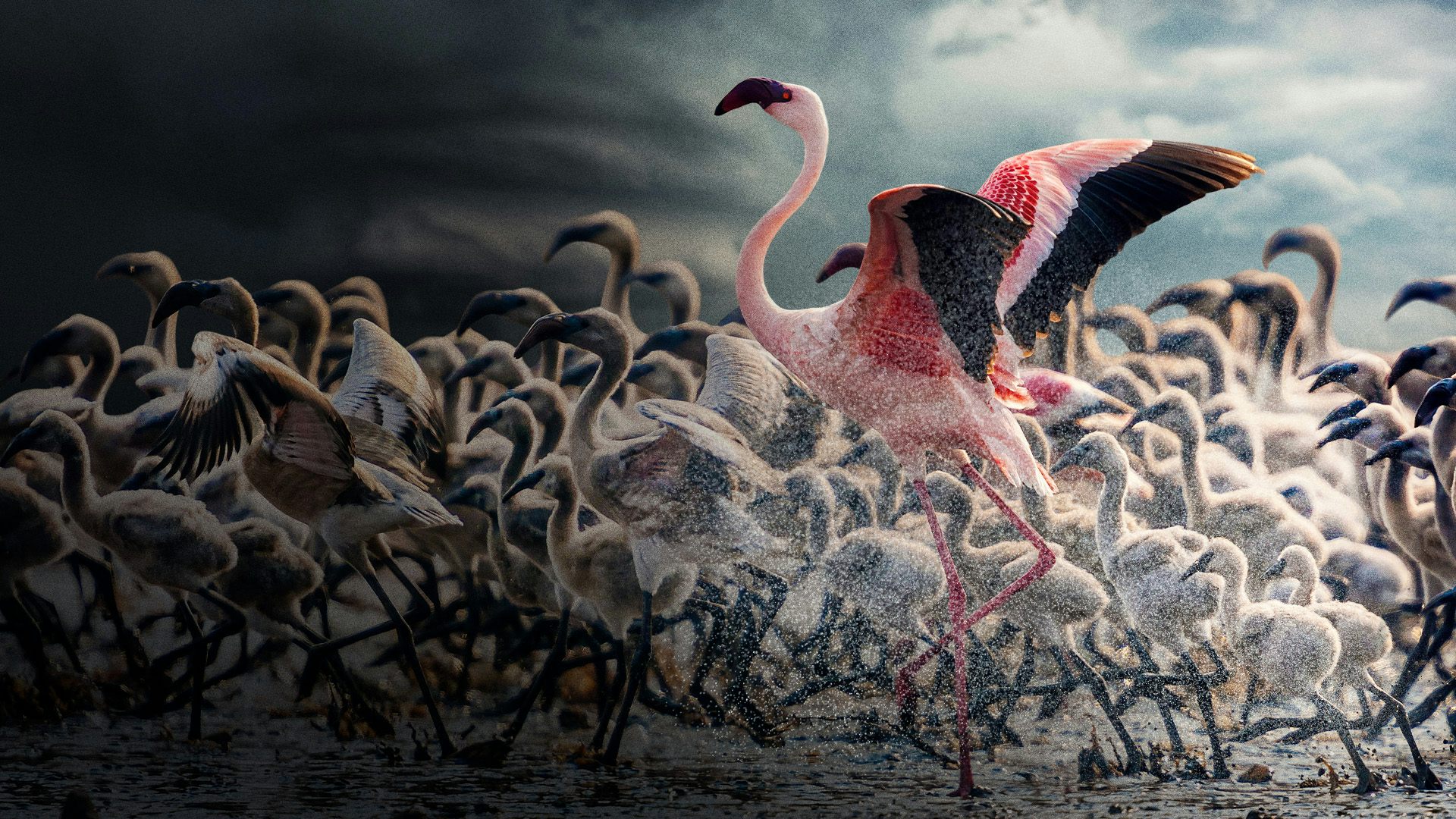 Force of Nature shows how extreme weather pushes wildlife to its limits