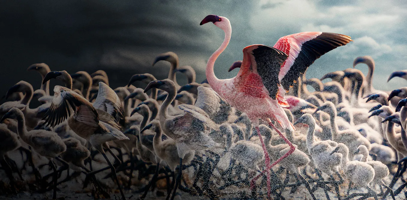 Force of Nature shows how extreme weather pushes wildlife to its limits Force of Nature shows how extreme weather pushes wildlife to its limits