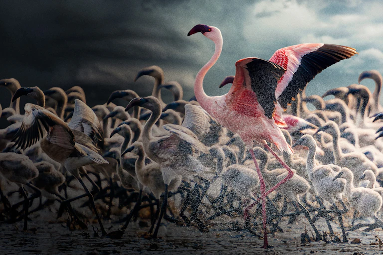 flamingo takes flight from flock of flamingo birds