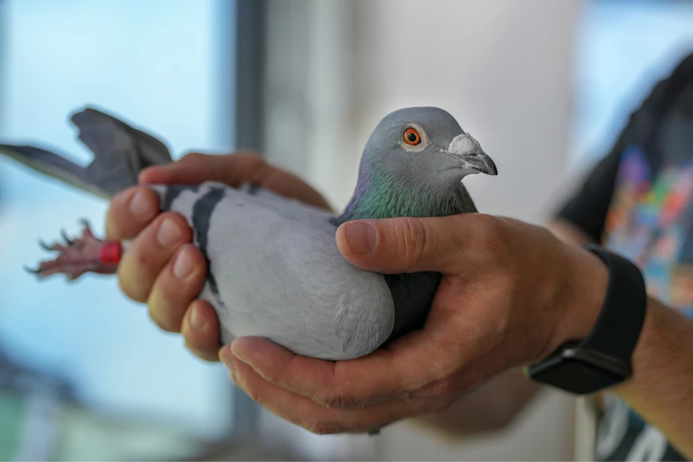 Racing pigeon champion at a pigeon fancier competition
