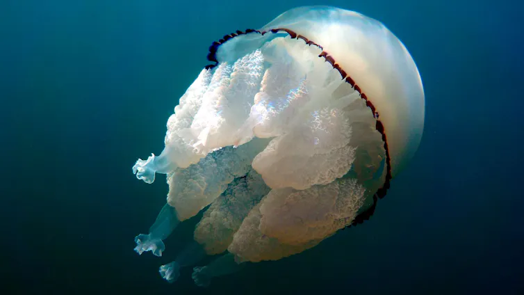 Una medusa blanca con una línea carmesí a su alrededor, como si fuera un ribete, bajo el agua.