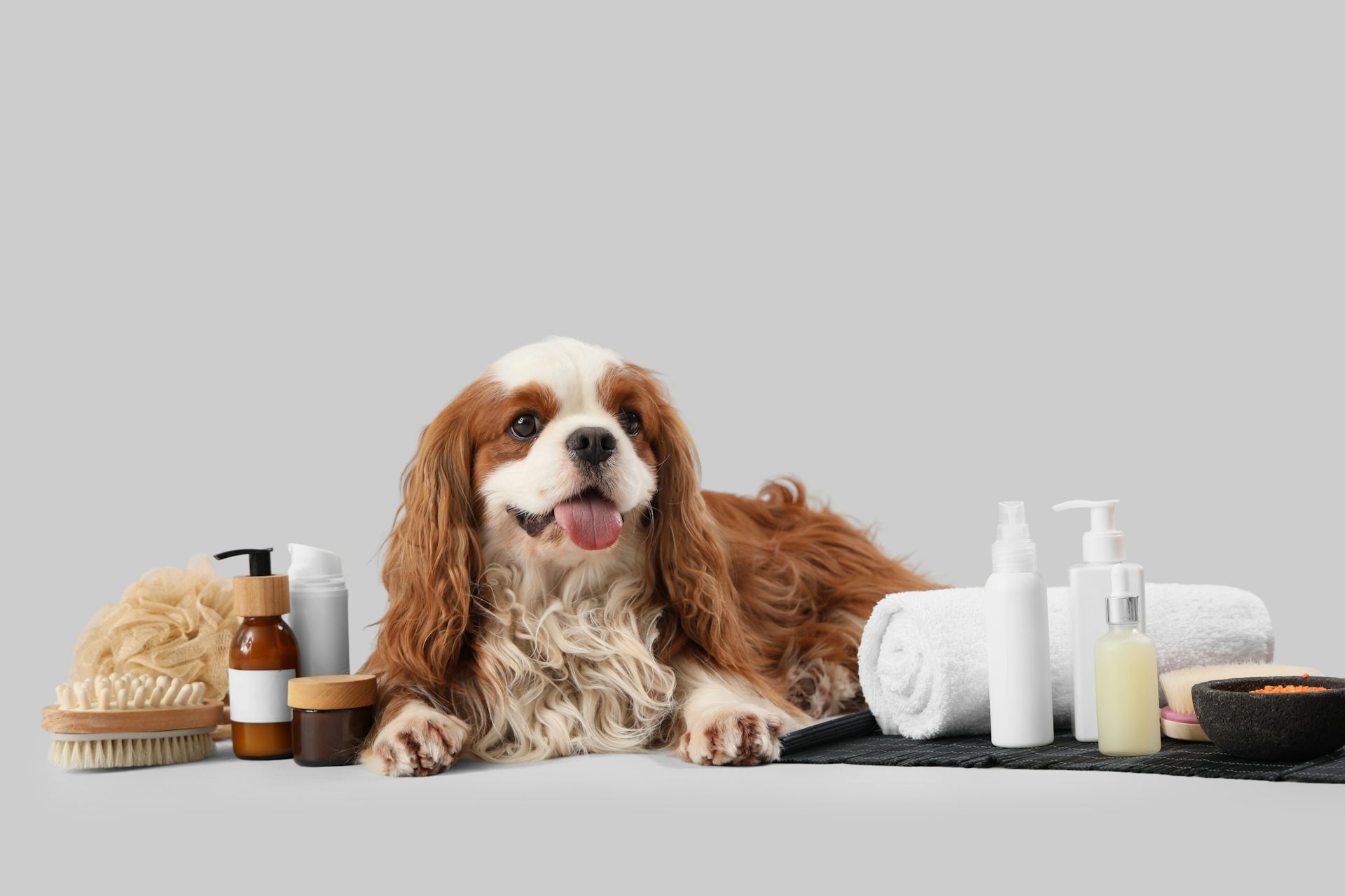Poochmaxxing: the wellness industry is coming for your pets
