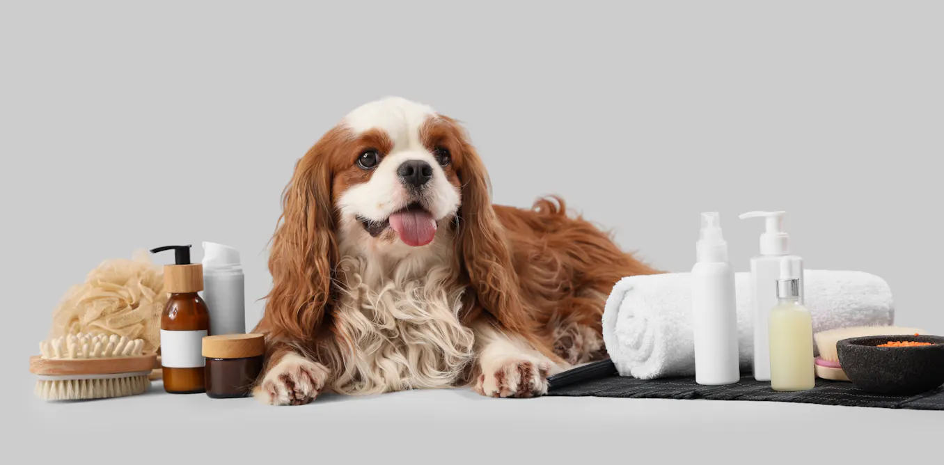Poochmaxxing: the wellness industry is coming for your pets Poochmaxxing: the wellness industry is coming for your pets