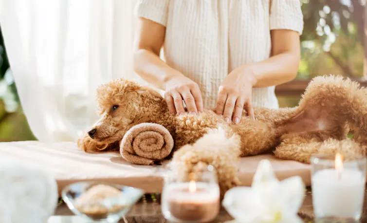 A dog receiving a massage.