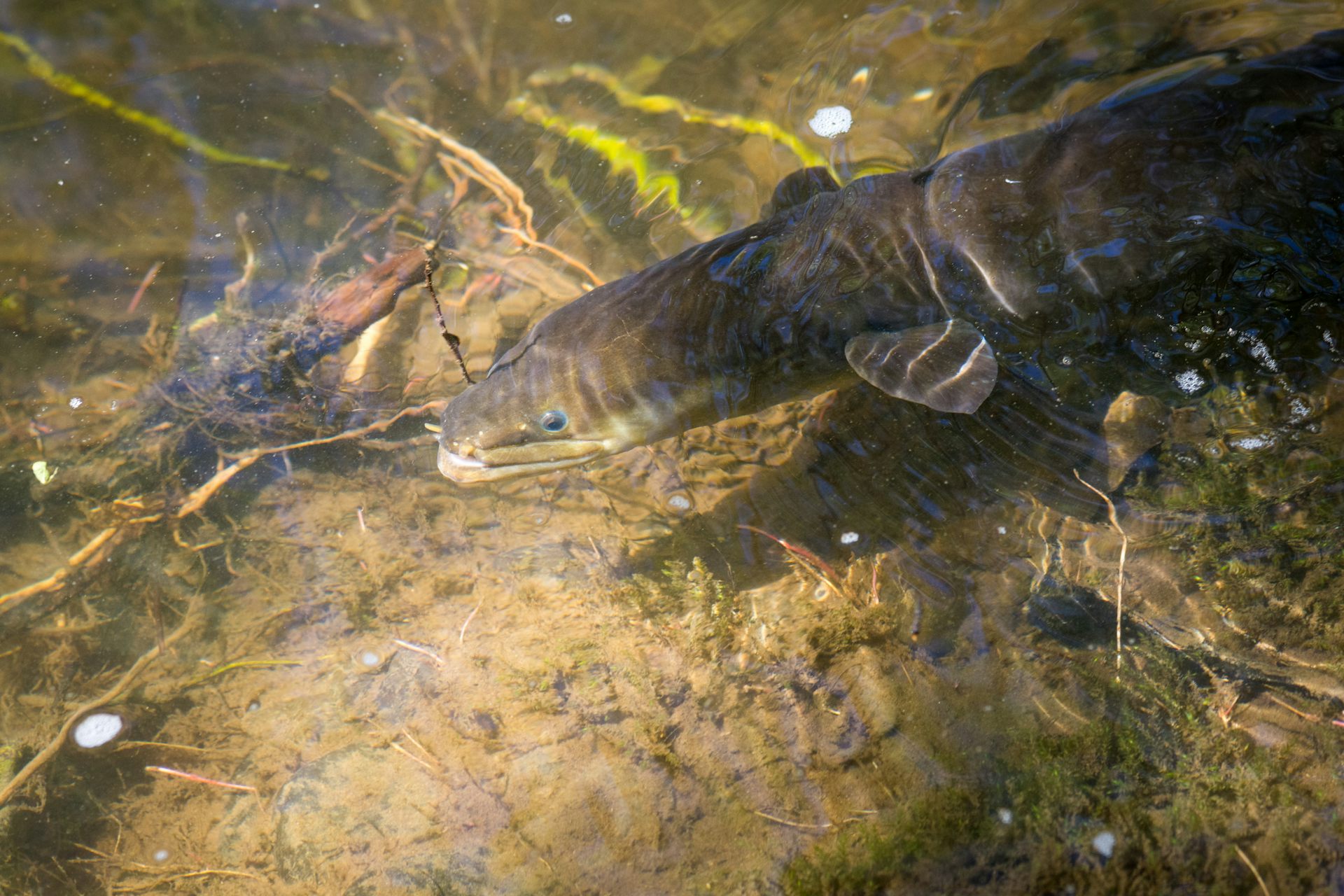 Wetlands are crucial food baskets for NZ’s native eels – new research