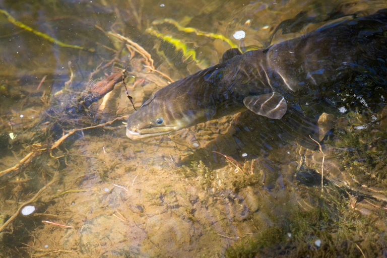 Native new zealand eel swimming in river near bank.