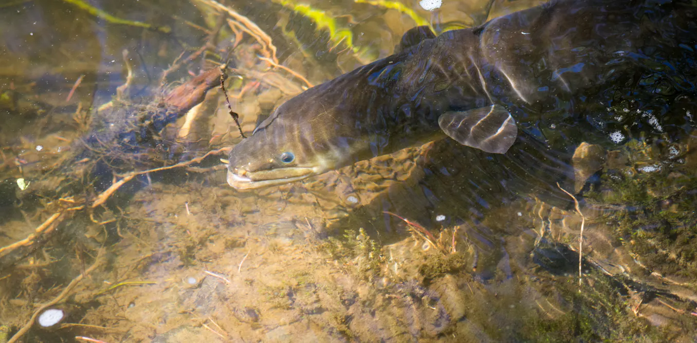 EnviroWireDaily — Wetlands are crucial food baskets for NZ’s native eels – new research